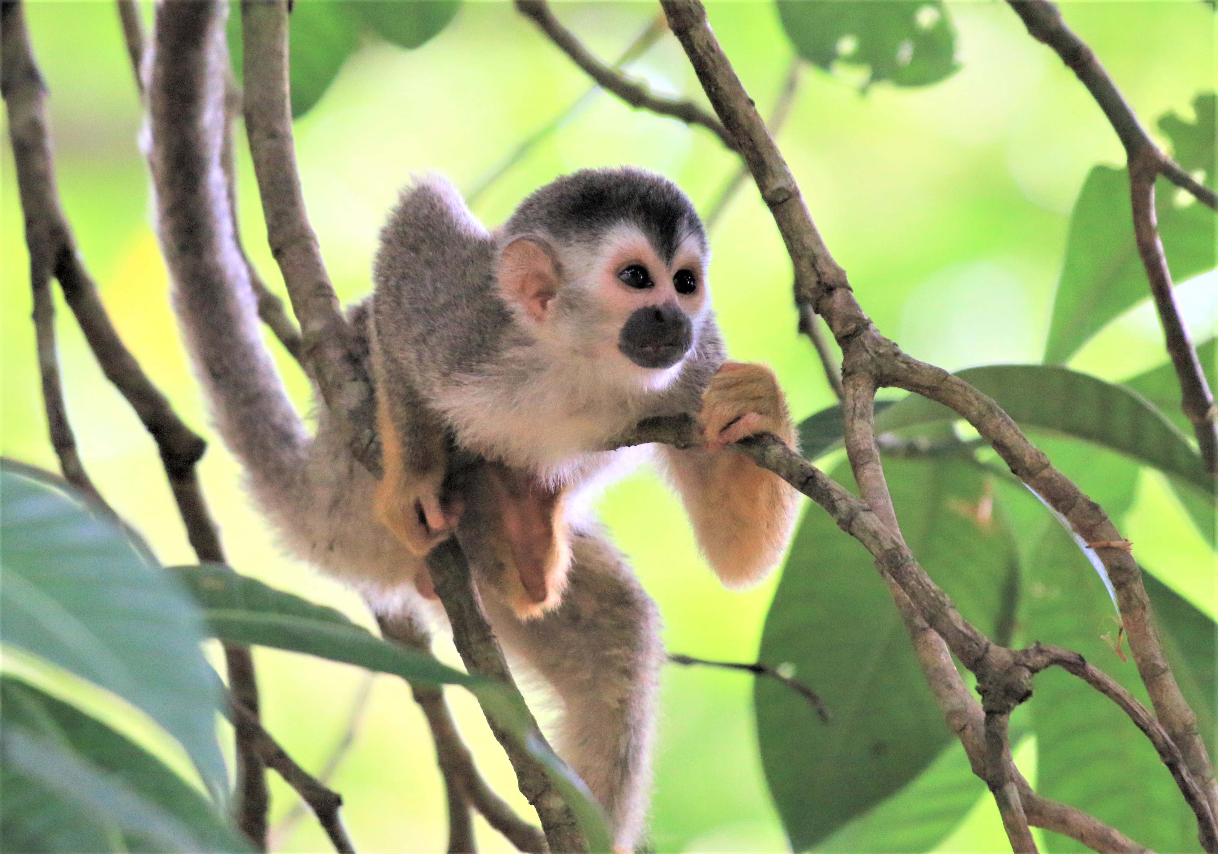 Costa Rica